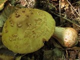 Amanita flavorubens image