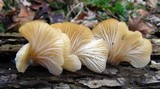 Pleurotus pulmonarius image