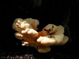 Laetiporus cincinnatus image