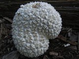 Lycoperdon marginatum image