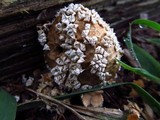Lycoperdon marginatum image