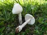 Amanita lactea image