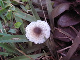 Lepiota cristata image