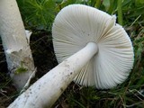 Amanita lactea image