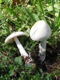 Amanita lactea image