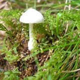 Volvariella pusilla image