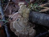 Cerrena unicolor image