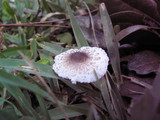 Lepiota cristata image