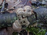 Cerrena unicolor image