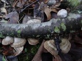Cerrena unicolor image