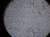 Cerrena unicolor image