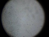 Cerrena unicolor image
