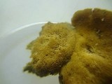 Cerrena unicolor image