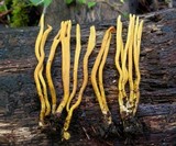 Clavulinopsis fusiformis image