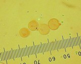 Clavulinopsis fusiformis image