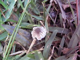 Lepiota cristata image