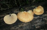 Crepidotus crocophyllus image