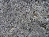 Physcia halei image
