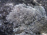 Physcia halei image