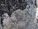 Physcia halei image