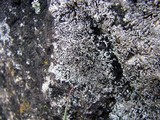 Physcia halei image