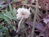 Lepiota cristata image