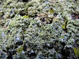 Physcia millegrana image
