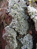 Physcia millegrana image