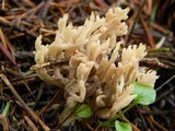 Clavulina coralloides image