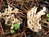 Clavulina coralloides image