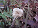 Lepiota cristata image