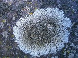 Physcia phaea image