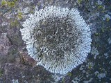 Physcia phaea image