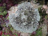 Physcia phaea image