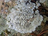 Physcia phaea image