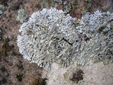 Physcia phaea image