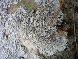 Physcia phaea image