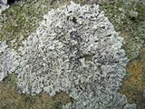 Physcia phaea image