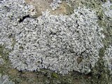 Physcia phaea image