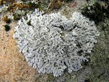 Physcia phaea image