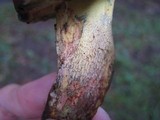 Boletus roseopurpureus image