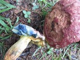 Boletus roseopurpureus image