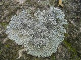 Physcia phaea image