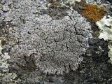 Physcia subtilis image