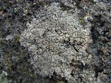 Physcia subtilis image