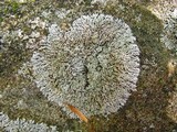 Physcia subtilis image