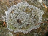 Physcia subtilis image