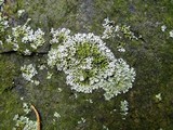 Physcia subtilis image