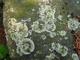 Physcia subtilis image