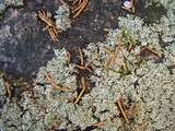 Physcia subtilis image